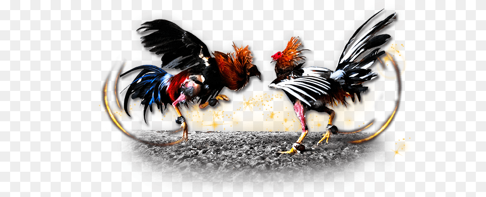 Fighting Cocks 3 Image Cockfighting, Animal, Bird, Chicken, Fowl Free Transparent Png
