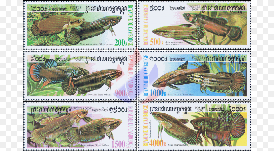 Fighting Fish Of The Genus Betta Bettas, Animal, Sea Life, Postage Stamp Png Image