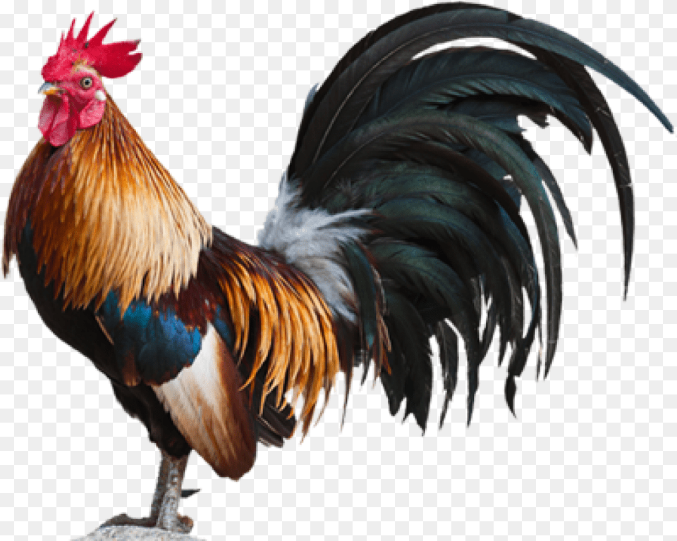 Fighting Rooster 1 Image Rooster, Animal, Bird, Chicken, Fowl Free Transparent Png