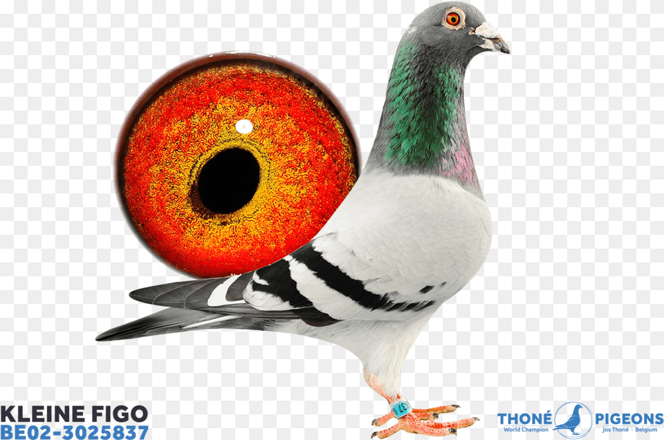 Figo Pigeons, Animal, Bird, Pigeon, Dove Free Png Download