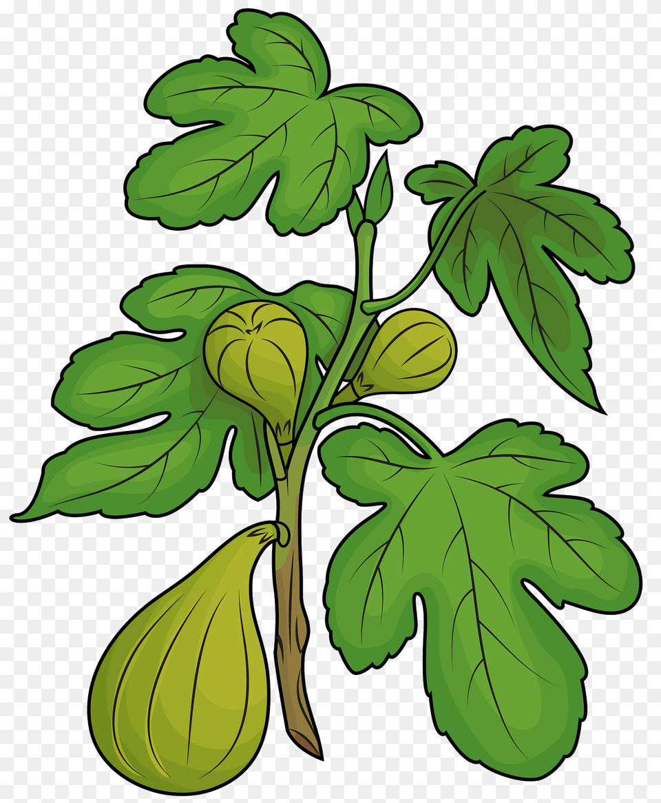 Figs On The Branch Clipart, Food, Fruit, Leaf, Plant Free Transparent Png