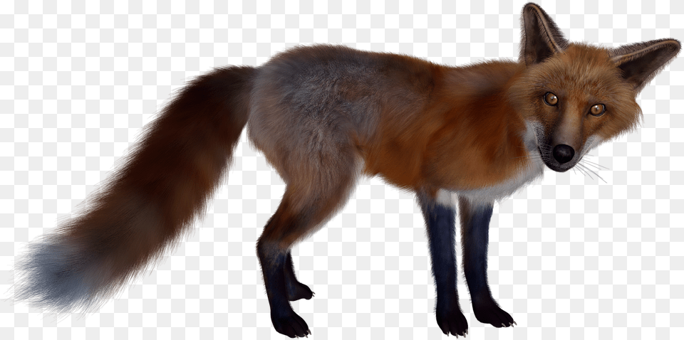 Figura De Un Zorro, Animal, Canine, Fox, Mammal Free Transparent Png