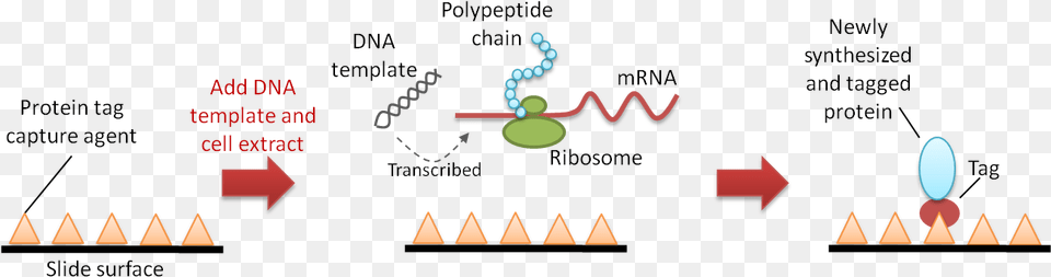 Figure 2 Pisa Protein In Situ Array Pisa, Nature, Night, Outdoors Free Png