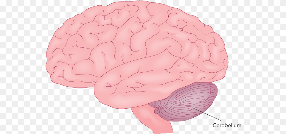 Figure 27 24 Cerebellum A Major Motor Part Of Brain As Food, Baby, Person Free Png