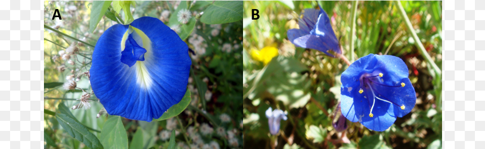 Figure 3 A Flower Of Butterfly Pea B Phacelia Campanularia, Iris, Petal, Plant, Geranium Png