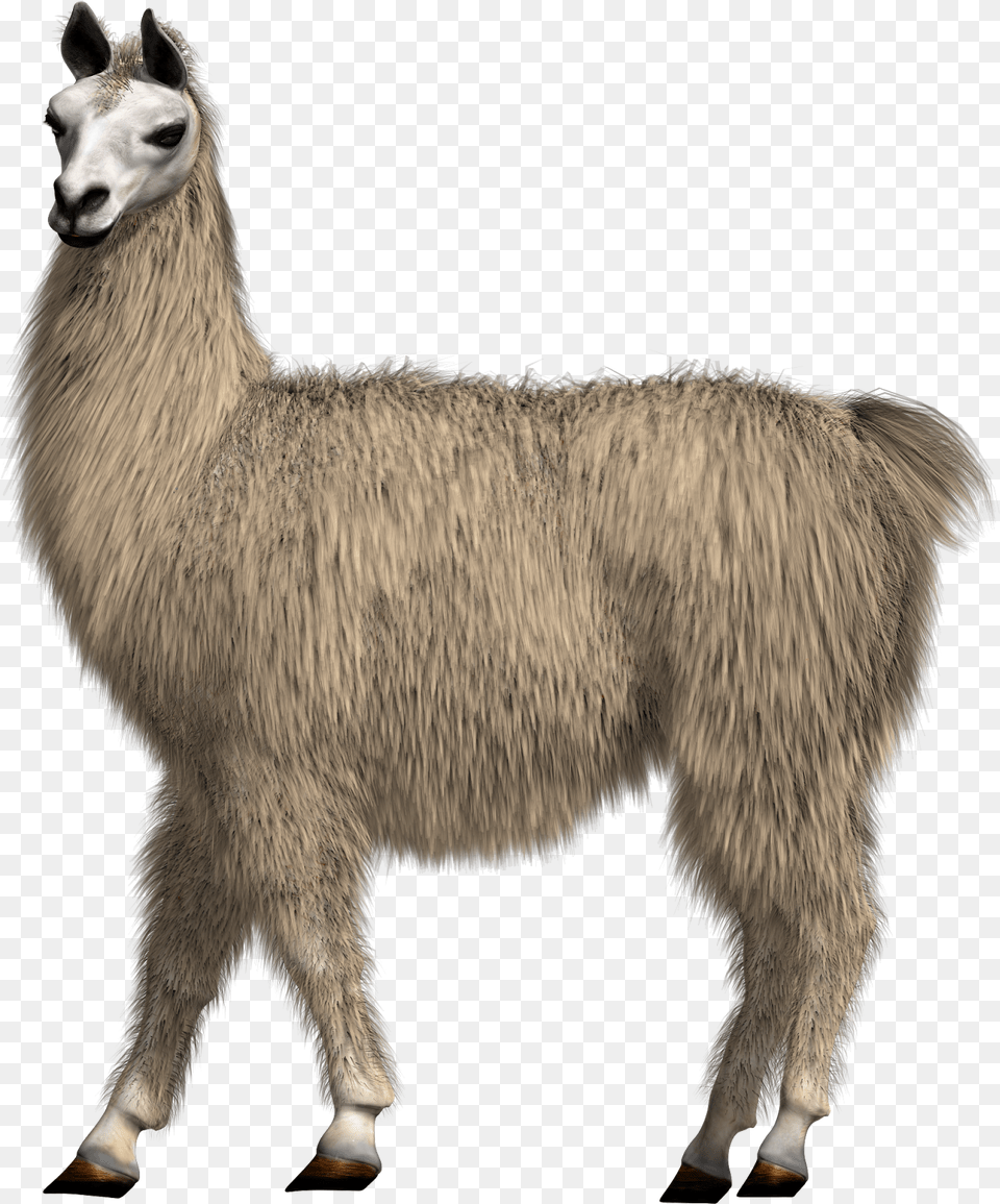 Figure Llama With Transparent Background, Animal, Mammal, Horse Png