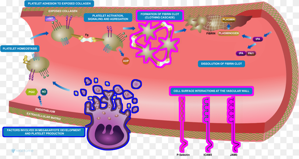 Figure Platelet Homeostasis Free Transparent Png