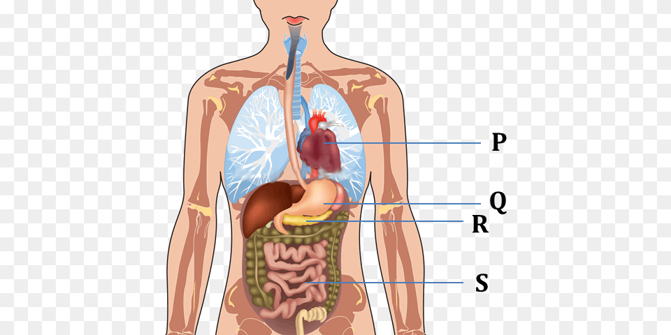 Figure Shows The Parts Of Human Body Full Human Body Structure, Stomach, Body Part, Person, Man Png