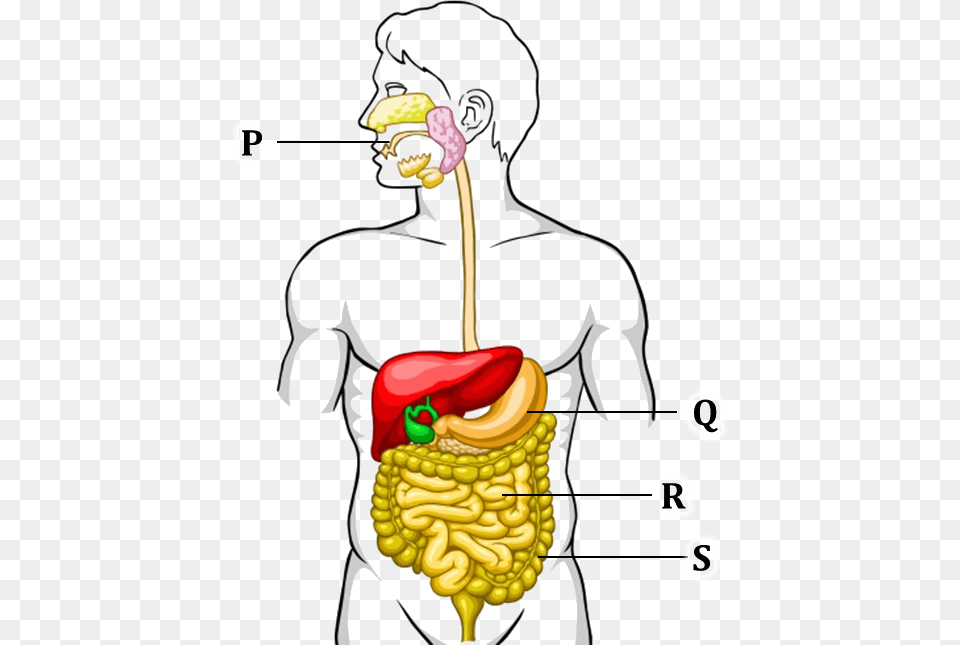 Figure Shows The Process Of Digestive System Digestive System Class, Person, Food, Produce Free Png Download