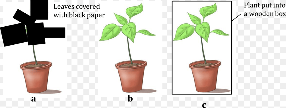 Figure Shows Three Potted Plants Flowerpot, Leaf, Plant Png