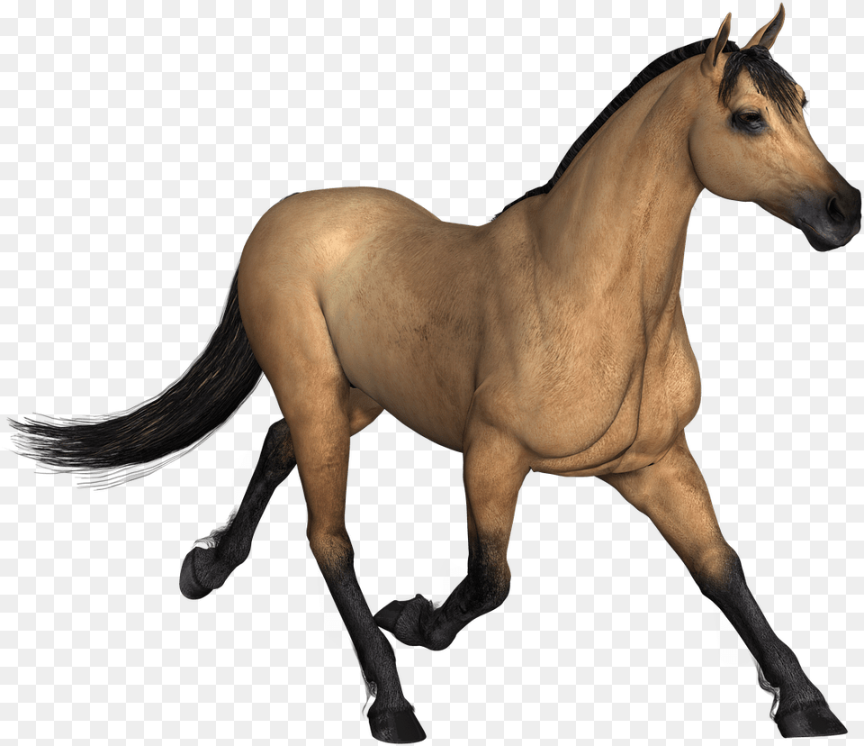 Figuremanemustang S Characterfoaltailpony Horse Render, Animal, Colt Horse, Mammal, Stallion Png