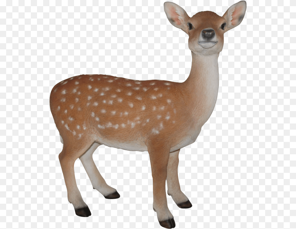 Figureterrestrial Animalfawnwhite Tailed Deerroe Baby Deer Images Hd, Animal, Mammal, Wildlife, Antelope Free Png