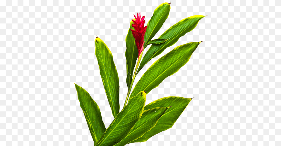 Fiji Ginger Red Ginger Flower, Acanthaceae, Leaf, Plant, Grass Png