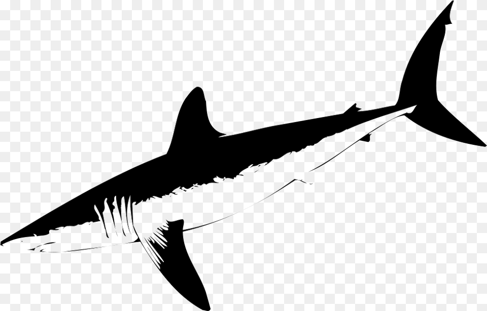 File, Animal, Fish, Sea Life, Shark Free Png Download