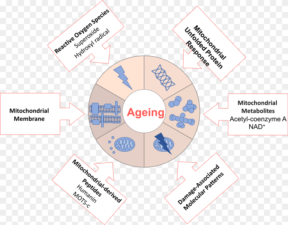 File Ageingdw001 Theory Of Aging Mechanism Free Png