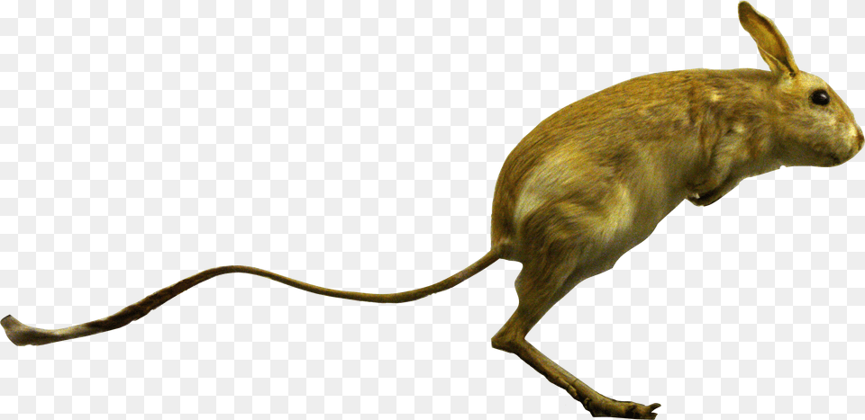 File Allactaga Detail Allactaga, Animal, Mammal, Rodent, Rat Free Png Download