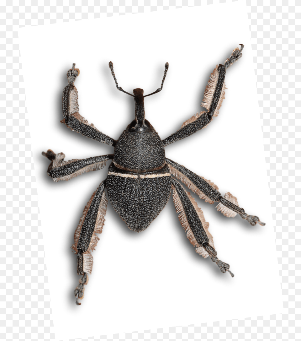 File Arachnobas Weevil, Animal, Insect, Invertebrate Free Png Download