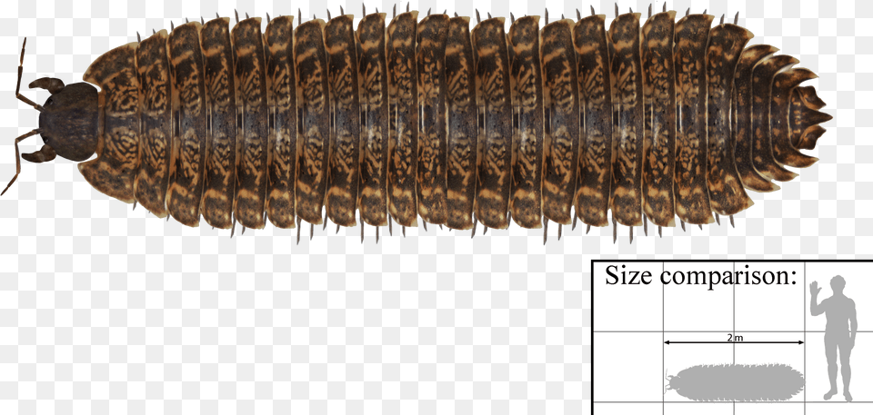 File Arthropleura Carboniferous Millipede Free Png Download