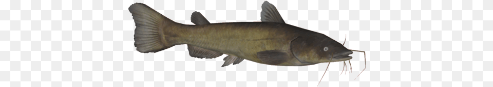 File Blackbullheadthom Cat Fish, Animal, Sea Life, Shark, Cod Free Png Download