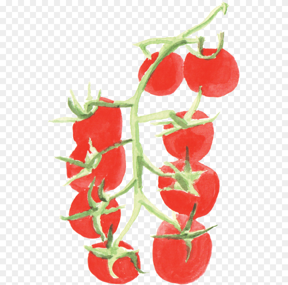 File Cherrytomato Plants Of Tomato Watercolor, Food, Produce, Fruit, Plant Png Image