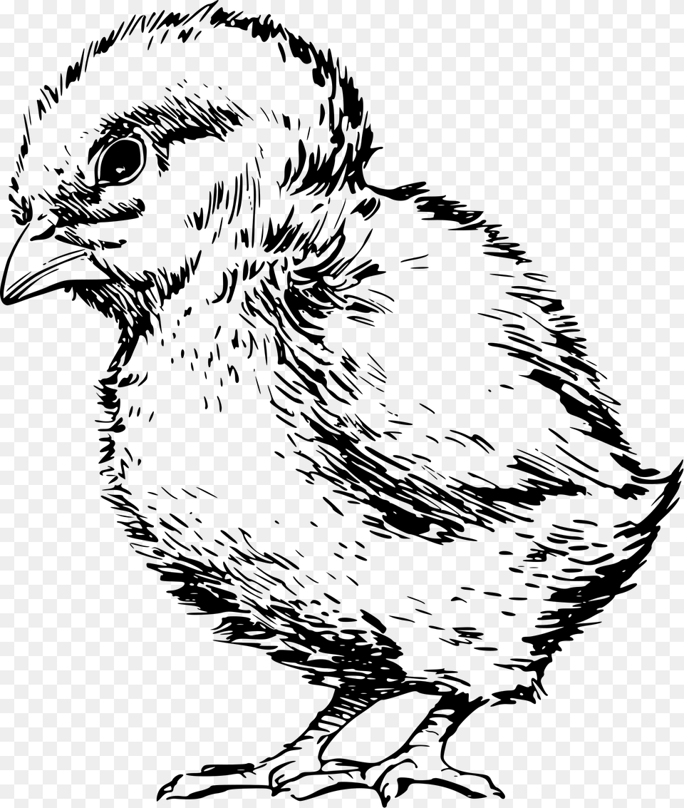 File Chick 002 Svg Polluelo Dibujo, Gray Free Png