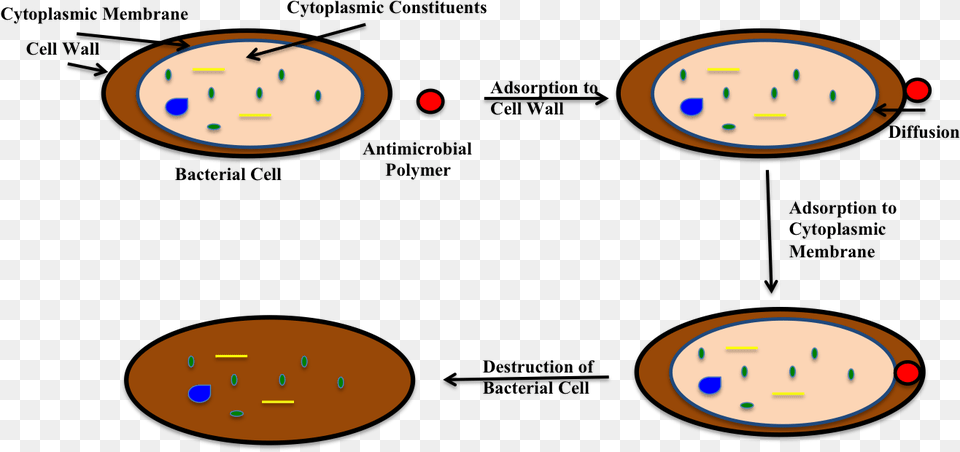 File Chloroxylenol Kill Bacteria Diagram Png Image