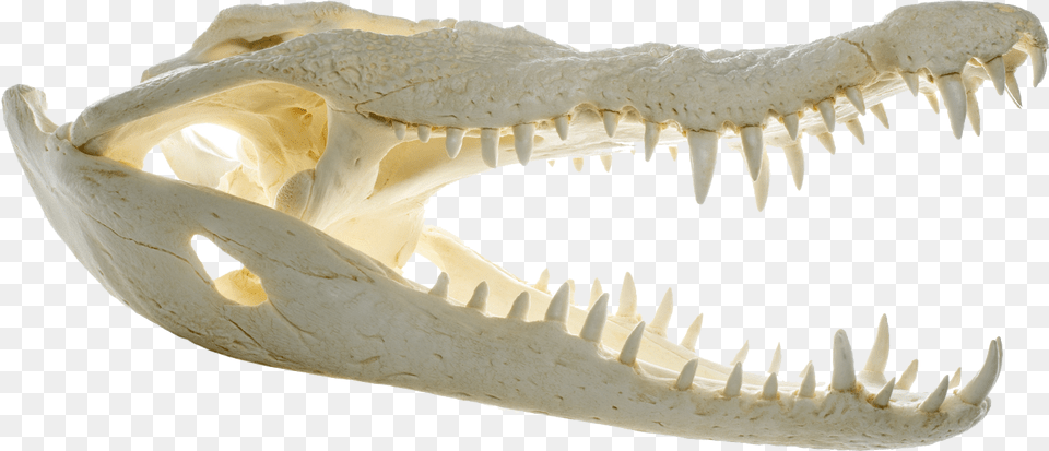 File Crocodylus Niloticus Skull Muse Nile Crocodile, Body Part, Mouth, Person, Teeth Png Image