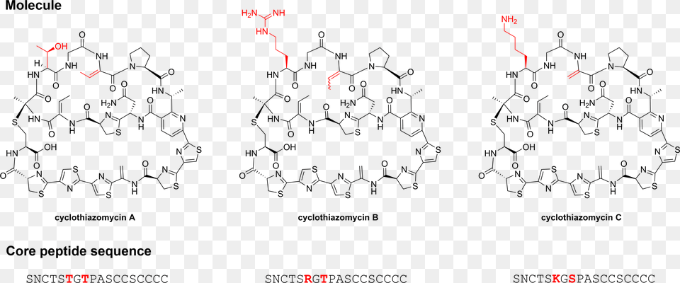 File Cyclothiazomycin Family Core Structure Peptide, Blackboard, Nature, Outdoors Free Transparent Png