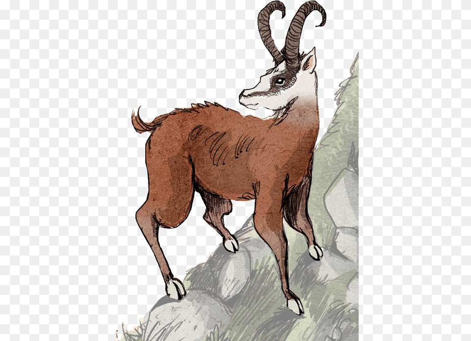 File Dahudtour Dahu Myth, Animal, Mammal, Antelope, Gazelle Free Transparent Png