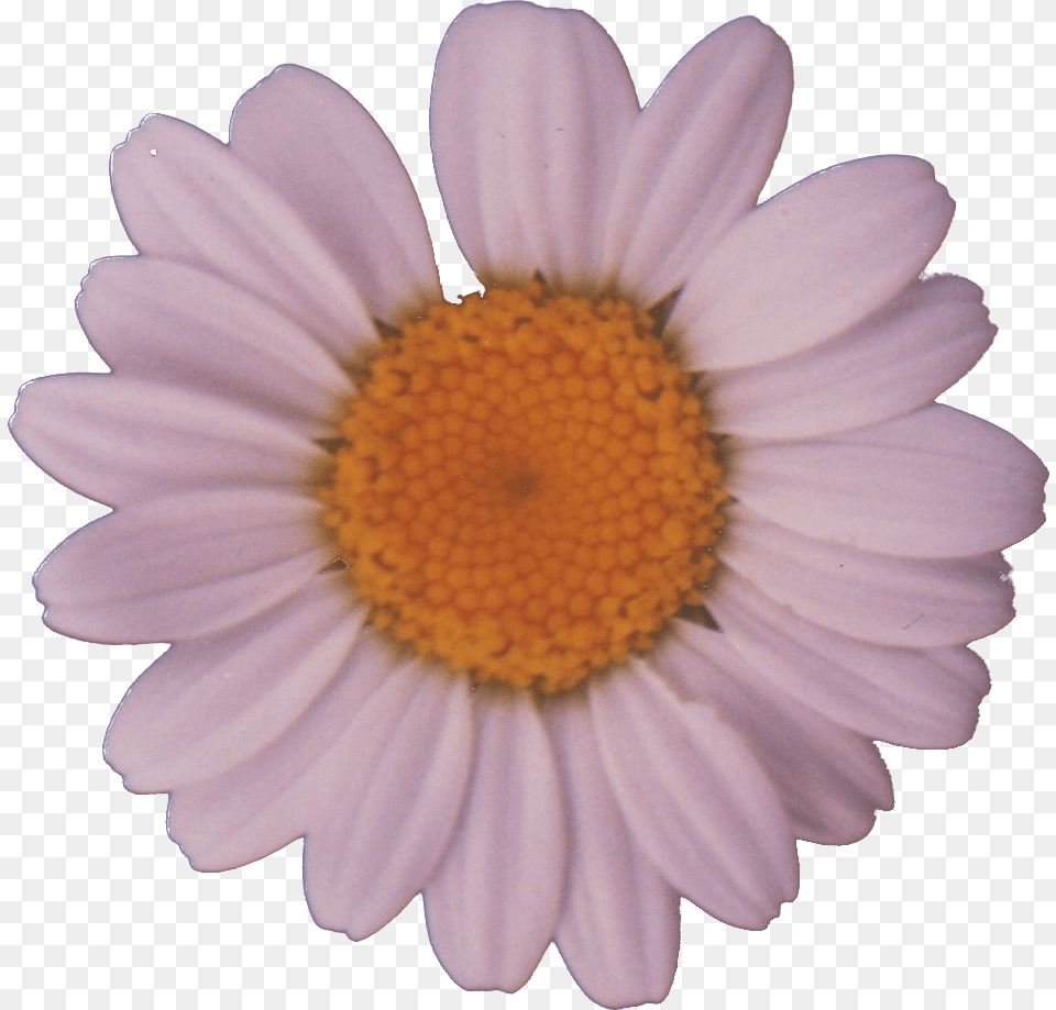 File Daisy Daisy, Flower, Petal, Plant, Anemone Png Image