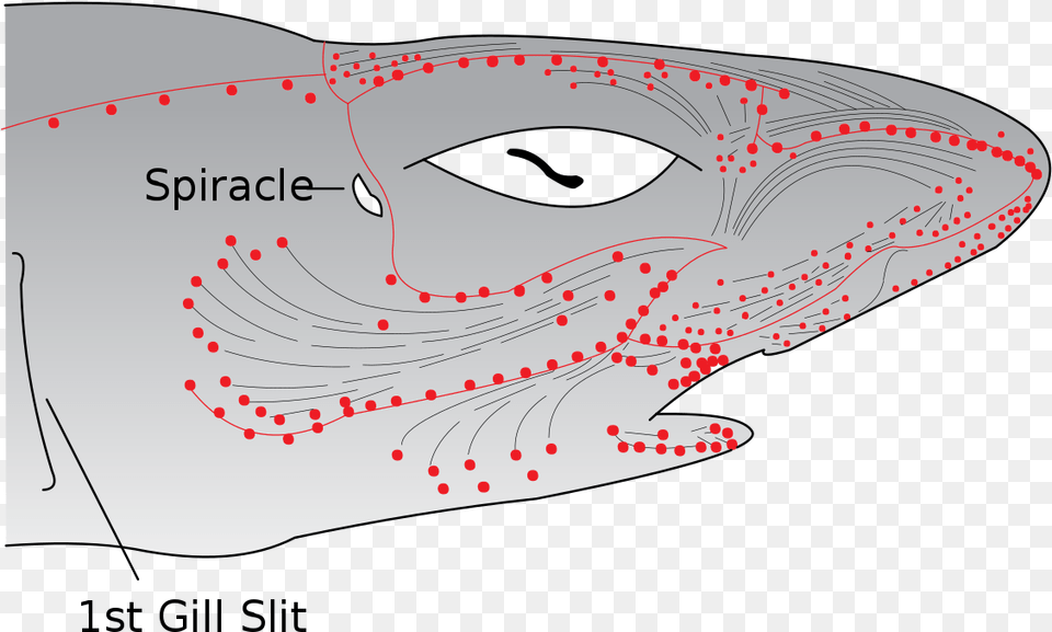 File Electroreceptors In A Shark Ampullae Of Lorenzini, Animal, Mammal, Sea Life, Whale Free Transparent Png