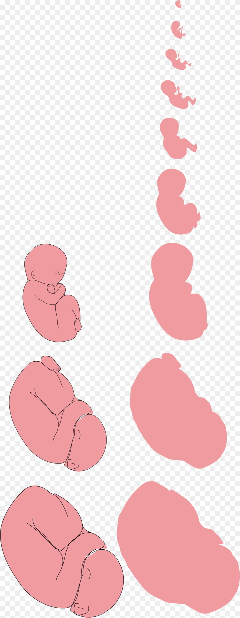 File Fetus Proposal Svg Fetus, Baby, Person, Face, Head Png Image