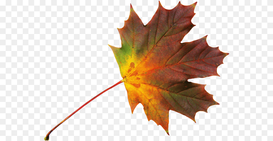 File Folhas Maple Dried Leaf, Plant, Tree, Maple Leaf Free Transparent Png