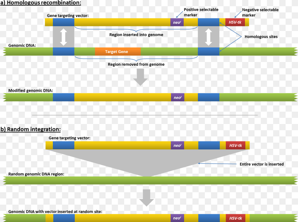 File Genetargeting Ricombinazione Omologa Gene Targeting Png Image
