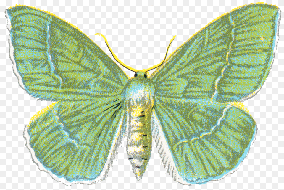 File Geometra Papilionaria Ephemera Butterfly, Animal, Insect, Invertebrate, Moth Free Png
