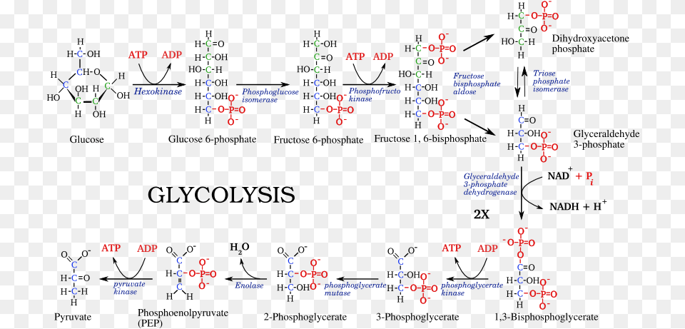 File Glycolysis Pathway, Computer Hardware, Electronics, Hardware, Monitor Free Png