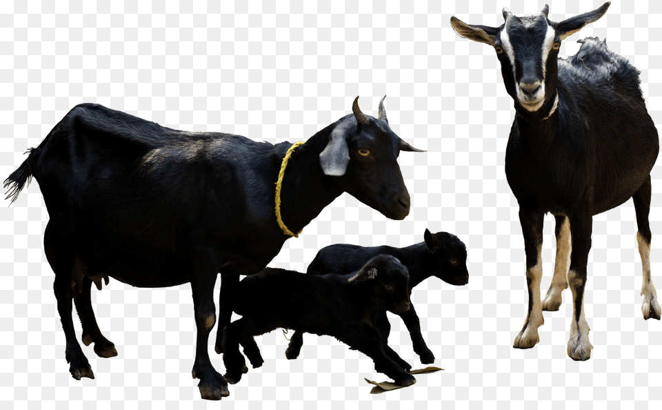 File Goat, Livestock, Animal, Cattle, Cow Free Png