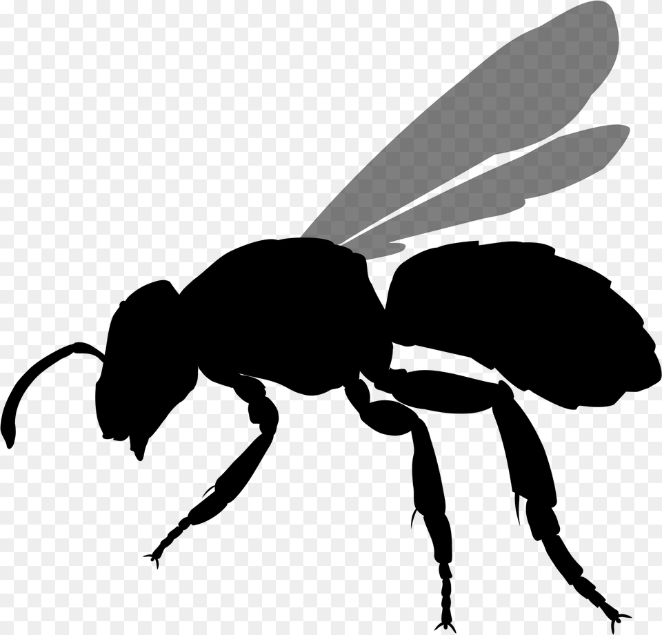 File Halictus Rubicundus Silhouette Stingless Bee Icon, Gray Free Png Download