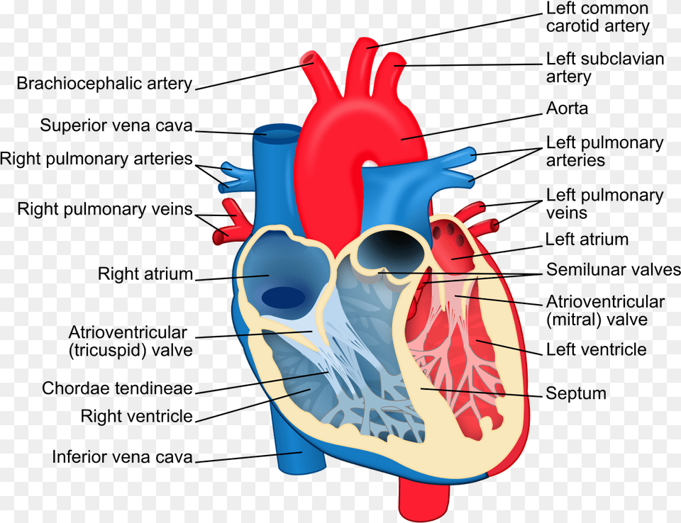 File Heart Diagram En Svg Oxygenated Blood In Heart, Body Part, Face, Head, Neck Free Png Download