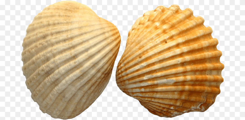 File Images Sea Shell, Animal, Clam, Food, Invertebrate Free Png Download