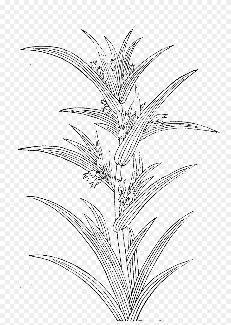File Imperial Encyclopaedia Plant Kingdom, Art, Drawing, Grass Free Png Download