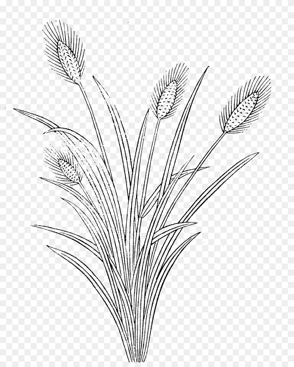 File Imperial Encyclopaedia Plant Kingdom Pic046 Line Art, Grass, Drawing, Agropyron Png Image