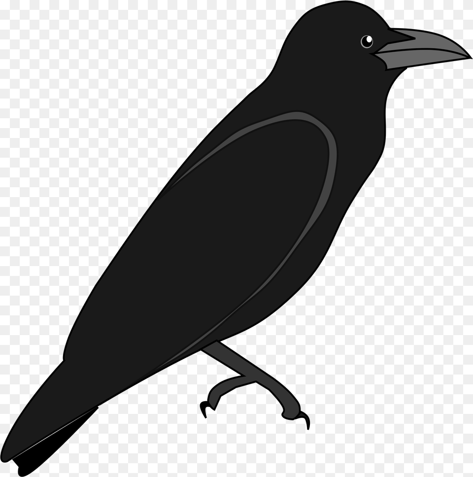 File Junglecrow Wikimedia Commons Outline Image Of Crow, Animal, Bird, Blackbird Free Transparent Png
