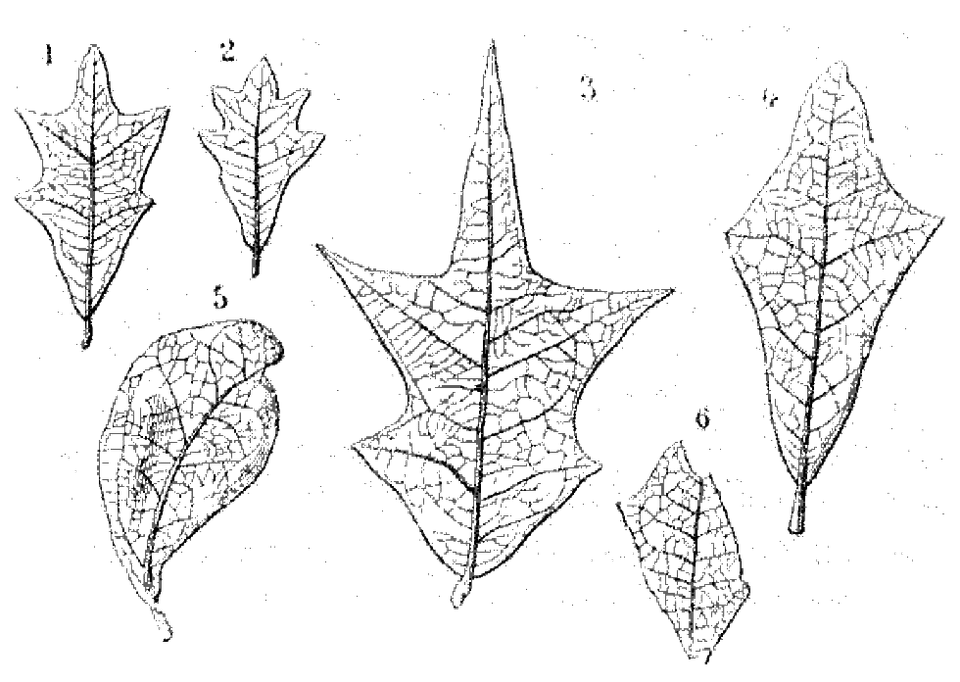 File La Nature 1877 S2 P085 Les Priodes Sketch, Leaf, Plant Free Png