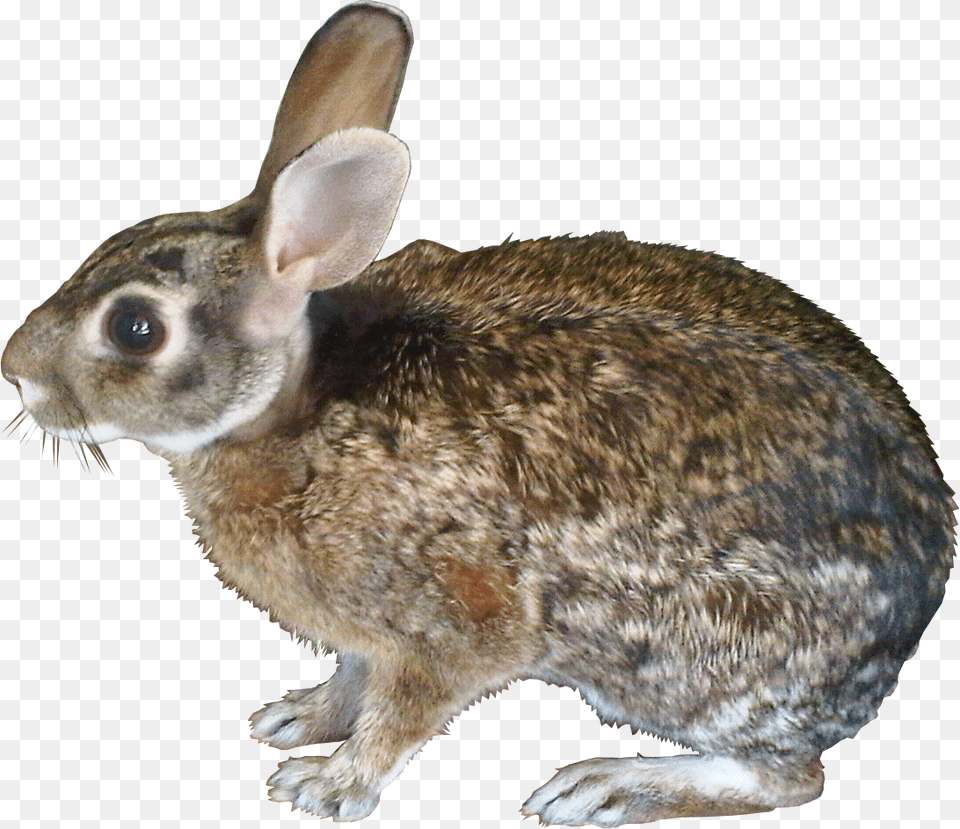 File Liebre Liebre, Animal, Hare, Mammal, Rodent Png