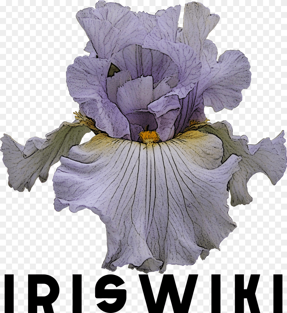 File Logoiriswiki, Flower, Iris, Petal, Plant Free Png