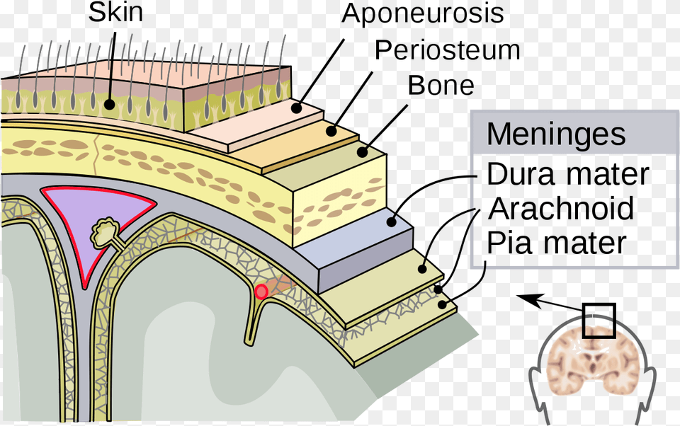 File Meninges En Svg Duramadre Aracnoides, Diagram Png