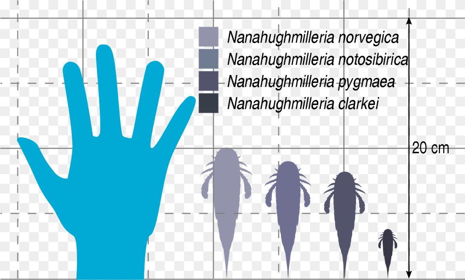 File Nanahughmilleria Size Svg Illustration, Person, Electronics, Hardware Free Png Download