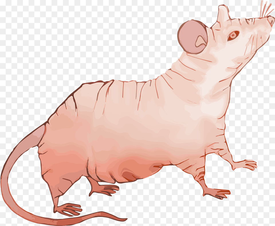 File Nude Mouse Rodent, Animal, Mammal, Rat Free Png Download