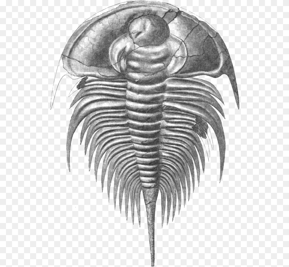 File Olenellus Thompsoni Wikimedia Commons Fileolenellus Olenellus Trilobite, Gray Free Png